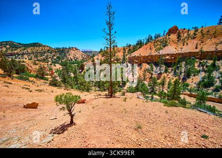 Lone Tree e Rugged Red Rock Landscape sul Mossy Cave Trail nel Bryce Canyon National Park Foto Stock