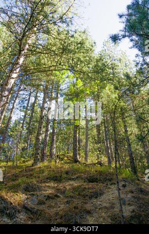 Alti alberi si allungano verso l'alto, il loro verde fogliame contrasta con un cielo blu brillante. La luce del sole filtra attraverso i rami, illuminando la foresta Foto Stock