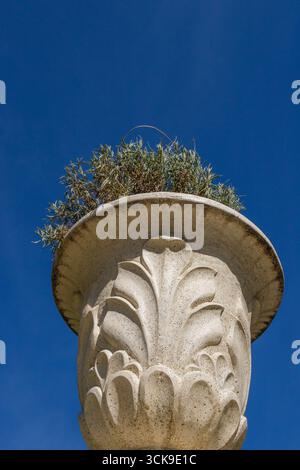 Primo piano di un'elegante piantatrice di pietra con ornamenti in foglia scolpita, contenente fogliame secco, fotografata contro un cielo blu vivace su un luminoso soleggiato d Foto Stock