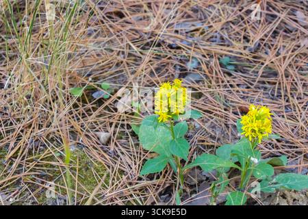 Due piccoli fiori selvatici gialli che fioriscono tra foglie verdi su un pavimento di pineta, circondati da aghi marroni secchi e muschio in tarda estate. Foto Stock