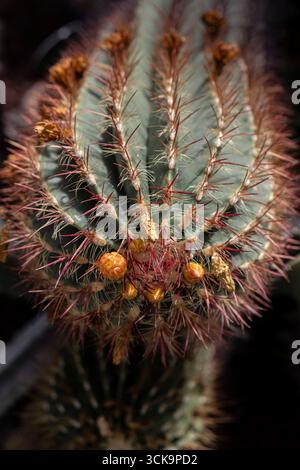 foto macro di un cactus con fiori che crescono su di esso Foto Stock