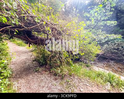 Douglas, Isola di Man 08,05,2023 grande ramo d'albero è caduto su un sentiero. Il ramo è lungo e ha molte foglie. La scena è tranquilla e serena, con Foto Stock