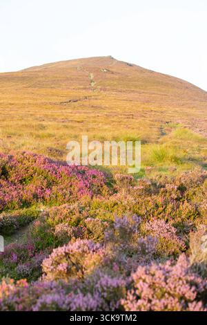 Douglas, Isola di Man 08,05,2023 Hillside ricoperta di fiori viola e erba. La collina è coperta da una varietà di fiori, tra cui viola e giallo Foto Stock