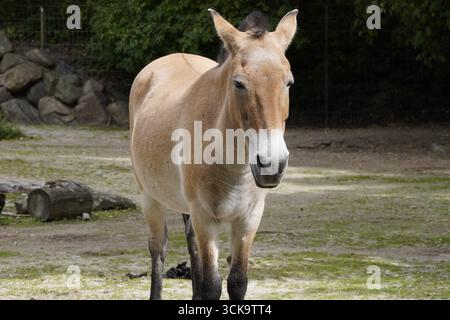 Ritratto frontale del cavallo di Przewalski (takhi, cavallo selvatico mongolo, cavallo zungariano), un cavallo selvatico in via di estinzione originario delle steppe dell'Asia centrale Foto Stock