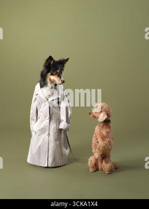 Due cani si mettono in posa in un medico giocoso e in un paziente, uno con indosso un cappotto bianco e uno stetoscopio. Foto Stock