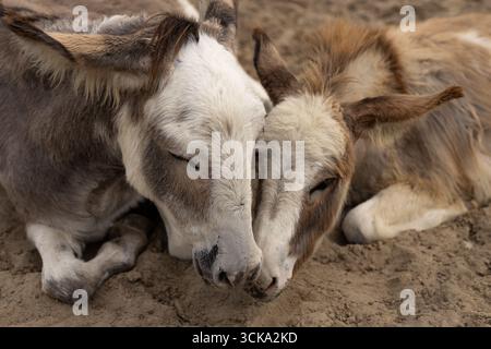 Due simpatici asini che riposano vicino con le teste che toccano terreno sabbioso. Amicizia animale, tenerezza e legame emotivo tra animali Foto Stock