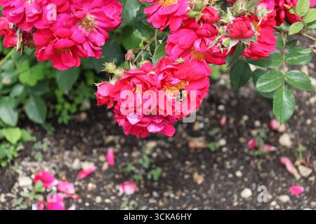 macro bumblebee da vicino che visita i centri dorati di fiori di rosso brillante Foto Stock