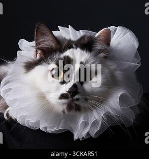 Primo piano di un gatto dai capelli lunghi con colletto decorativo bianco con volant, lo sguardo è intenso su uno sfondo scuro. L'illuminazione straordinaria migliora Foto Stock