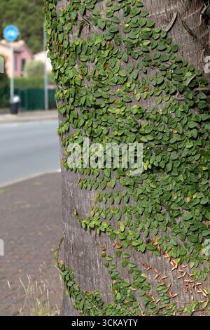 Steli e foglie di piante verdi striscianti sul tronco di palma in città vicino alla strada. Natura e background per il design. Parassiti tra le piante. Foto Stock