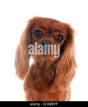 Cavalier King Charles di fronte a uno sfondo bianco Foto Stock