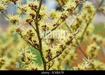 Hamamelis x intermedia Sunburst, Strega nocciola Sunburst, fiori gialli pallidi, con petali stretti crimpati nel tardo inverno Foto Stock
