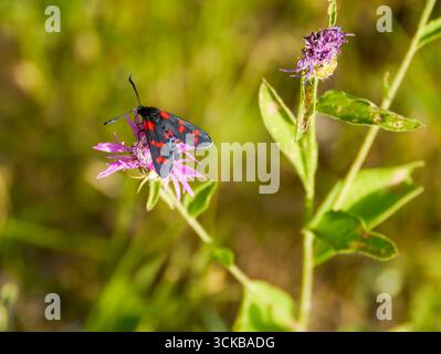 Una farfalla zigaena (Zygaena transalpina) su un fiore. Preso a Musio, un quartiere di Tremosine. Tremosine è una città nella parte occidentale della penisola Foto Stock