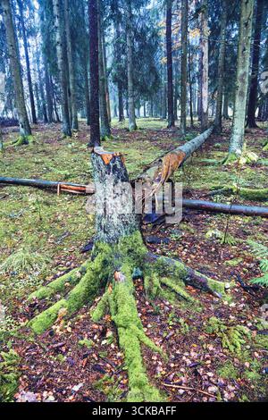 Il vento schiantò un albero dopo una tempesta in una foresta Foto Stock