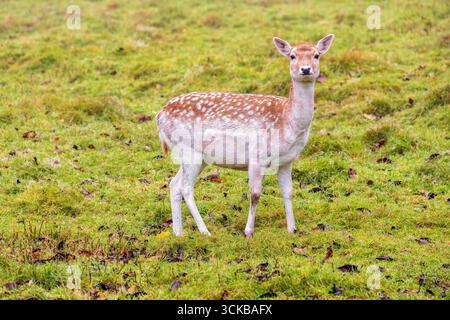 Graziosa femmina di cervo incolto in piedi su un prato Foto Stock