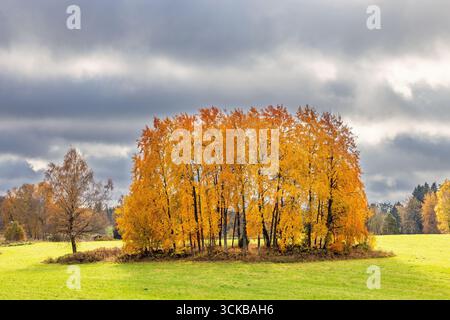 Campo con un boschetto di alberi dai bellissimi colori autunnali Foto Stock