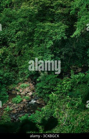 Lussureggiante foresta verde con un piccolo ruscello roccioso che scorre attraverso. Foto Stock