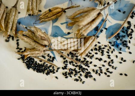 Vista dall'alto delle capsule appassite e dei semi di columbine neri posizionati su una piastra bianca e blu Foto Stock