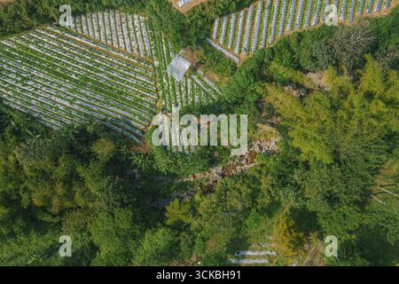 Vista aerea di lussureggianti terreni agricoli verdi con file di colture ben disposte, circondati da una fitta vegetazione e da un piccolo ruscello Foto Stock