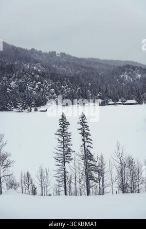 Vista di un campo innevato con torreggianti pini che si avvicinano al cielo tenue, sullo sfondo di montagne innevate, Almau, Baviera, Germania. Foto Stock