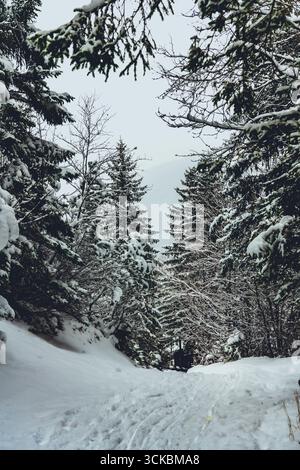 La vista di un sentiero innevato si snoda attraverso una fitta foresta di alberi sempreverdi, i cui rami sono carichi di neve fitta, creando un tranquillo paese delle meraviglie invernali, Almau, Baviera, Germania. Foto Stock