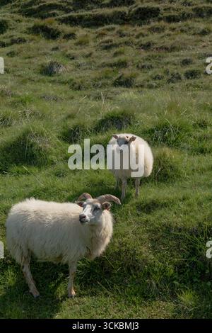 Due pecore islandesi con corna sorgono su una collina erbosa e lussureggiante sotto la luce del giorno, che mostra l'aspra campagna dell'Islanda rurale. Foto Stock