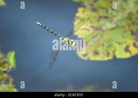 Southern Hawker (Aeshna cyanea) maschio in volo sull'acqua con foglie galleggianti di fine estate Foto Stock
