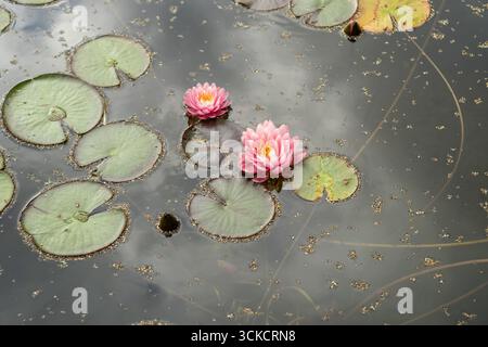 Splendidi gigli d'acqua rosa fioriscono su un laghetto tranquillo circondato da lussureggianti felci verdi durante una giornata tranquilla Foto Stock