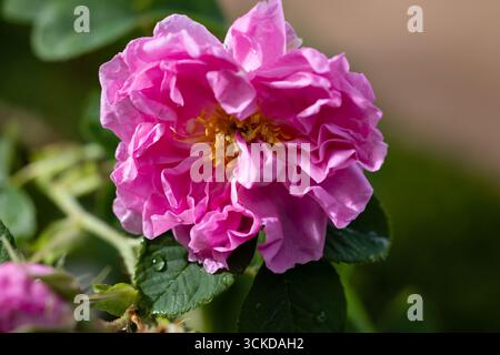 fiore di rosa coltivato in un giardino Foto Stock