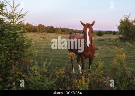 Cavallo bruno con un'ampia fiammata bianca in piedi in un prato erboso al tramonto, tranquillo paesaggio rurale autunnale in campagna. Foto Stock