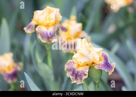 Iris Delirium Foto Stock