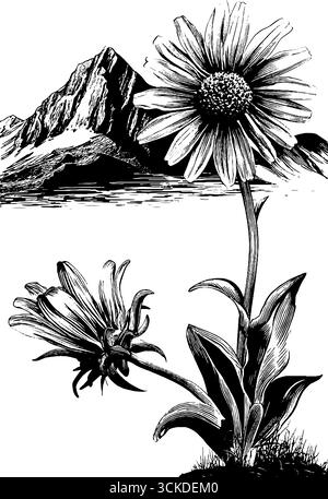 Stella alpina con incisione vintage e fiore per un design retrò. Illustrazione Vettoriale