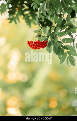 Splendido sfondo autunnale con grappoli di bacche rosse di rowan sulla natura sfocata. Foto verticale . Foto di alta qualità Foto Stock