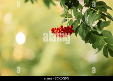 Bellissimo sfondo autunnale con grappoli di bacche rosse di rowan sulla natura sfocata. Messa a fuoco selettiva. Foto di alta qualità Foto Stock