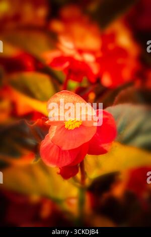 Splendida, prolifica e vivace Begonia rossa "Big Red Bronze Leaf". Primo piano naturale, ritratto di piante fiorite. ammirato, porta bellezza, oggetti di romanticismo Foto Stock
