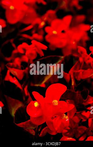 Splendida, prolifica e vivace Begonia rossa "Big Red Bronze Leaf". Primo piano naturale, ritratto di piante fiorite. ammirato, porta bellezza, oggetti di romanticismo Foto Stock