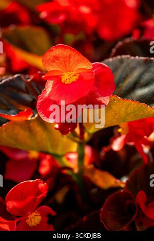 Splendida, prolifica e vivace Begonia rossa "Big Red Bronze Leaf". Primo piano naturale, ritratto di piante fiorite. ammirato, porta bellezza, oggetti di romanticismo Foto Stock