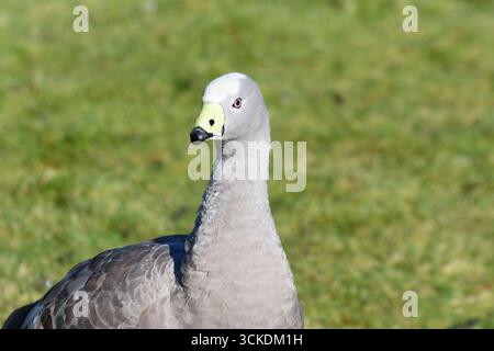 Cape Barren Goose al WWT London Wetland Centre, Londra, Regno Unito Foto Stock