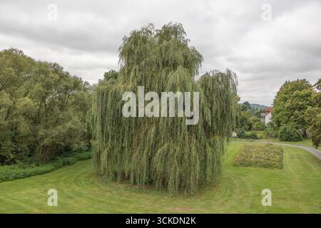 vecchio grande salice piangente nel parco della chiesa con prateria Foto Stock