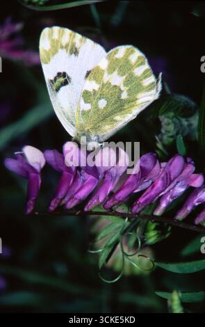 Lepidottera, Euchloe ausonia, Eastern Dappled White, farfalla Foto Stock