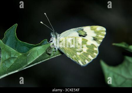 Lepidottera, Euchloe ausonia, Eastern Dappled White, farfalla Foto Stock