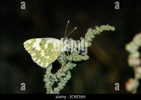 Lepidottera, Euchloe ausonia, Eastern Dappled White, farfalla Foto Stock