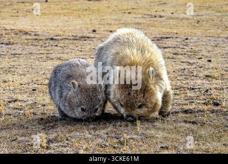 Paesaggio naturale panoramico su Maria Island Tasmania Foto Stock