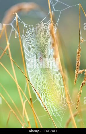 Cross Orbweaver Spider Web Morning Dew. Primo piano di un ragno Cross Orbweaver su una rete coperta di gocce di rugiada. Foto Stock