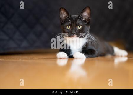 Un gattino in smoking con zampe bianche giace su un pavimento riflettente in legno duro, guardando verso la fotocamera, con un copriletto trapuntato nero sullo sfondo. Foto Stock