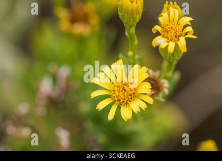 Fiore di zaffiro dorato (Limbarda crithmoides) a Leigh on Sea, Essex Foto Stock