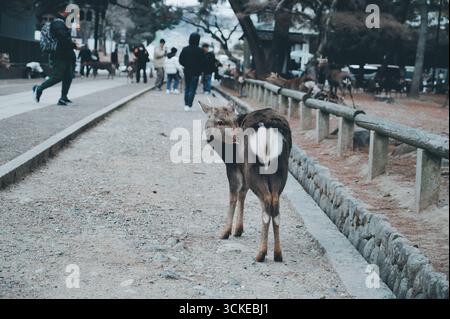Curiosi cervi fanno una pausa su un sentiero nel parco di Nara, guardando indietro mentre i visitatori passeggiano nelle vicinanze Foto Stock