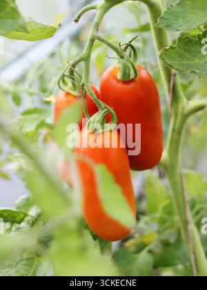 Pomodori rossi San Marzano su pianta in serra Foto Stock