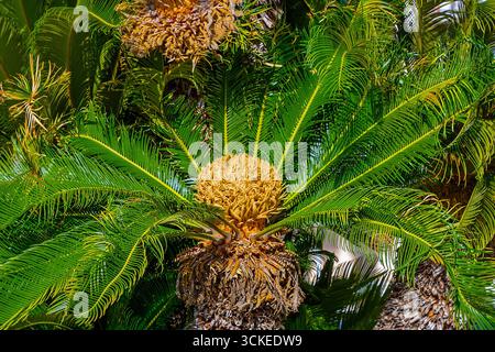 Le palme verdi e fresche naturali rami hanno una trama di fondo Foto Stock