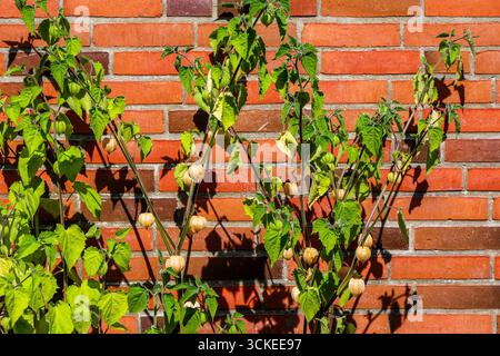 Physalis peruviana piante con frutti maturi che crescono vicino a una parete di mattoni rossi in una soleggiata giornata estiva Foto Stock
