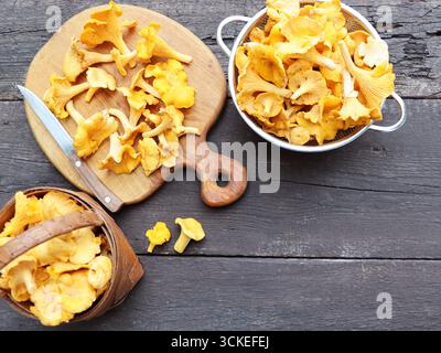 Funghi Wild Chanterelle crudi in cesto di vimini su sfondo di legno grigio scuro sul tavolo di alcuni funghi Chanterelle Foto Stock